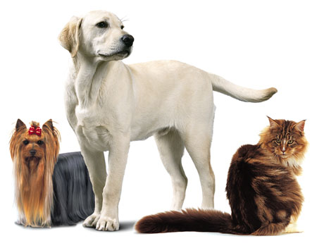 035_royalcanin