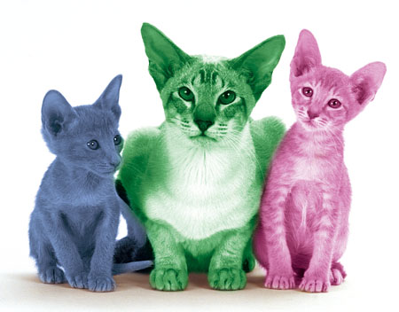 036_royalcanin