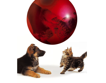 038_royalcanin