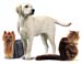 035_royalcanin
