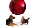 038_royalcanin